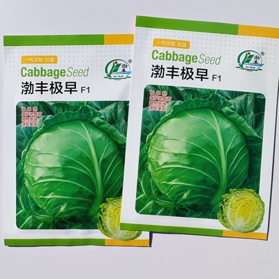 渤丰极早甘蓝种子大头菜包心菜