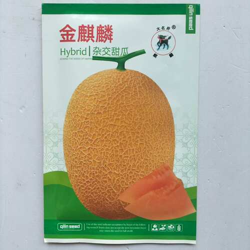 金麒麟甜瓜种子中熟超甜薄皮香瓜种籽网纹金黄色椭圆形哈密瓜种子