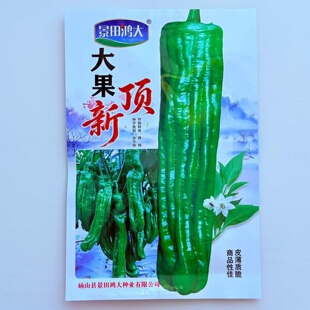 大果顶新辣椒种子早熟味辣薄皮脆长泡椒马嘴型大田春秋播蔬菜菜籽
