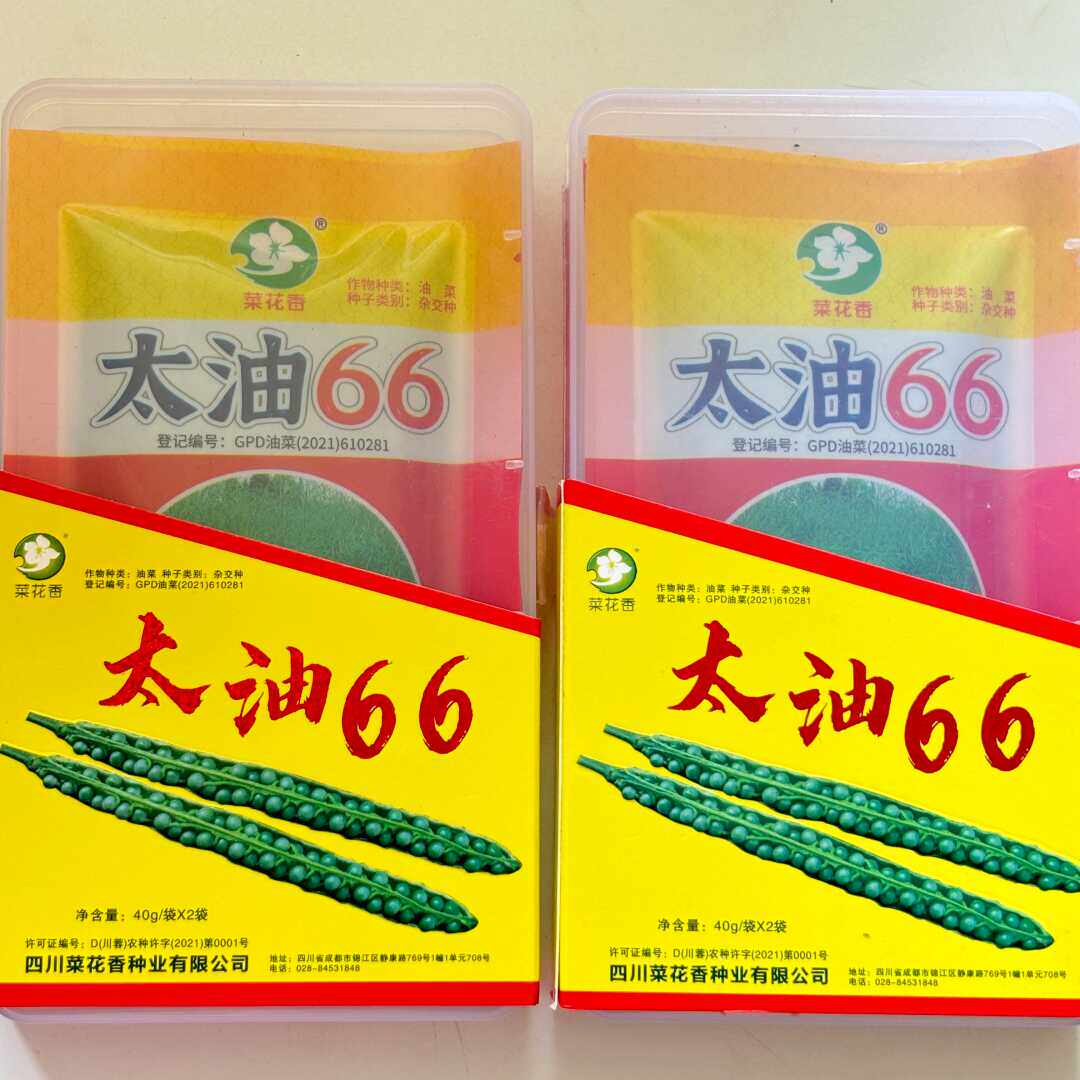 四川油菜种子太油66杂交油菜籽高油高产矮杆抗倒伏耐寒南北秋季播