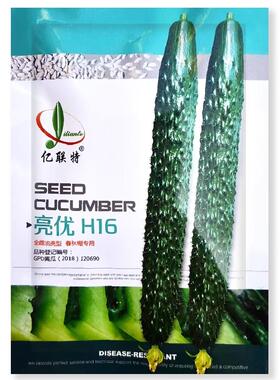 亮优H16 全雌油亮型黄瓜种子耐低温绿瓤短把密刺抗病强大田用种孑