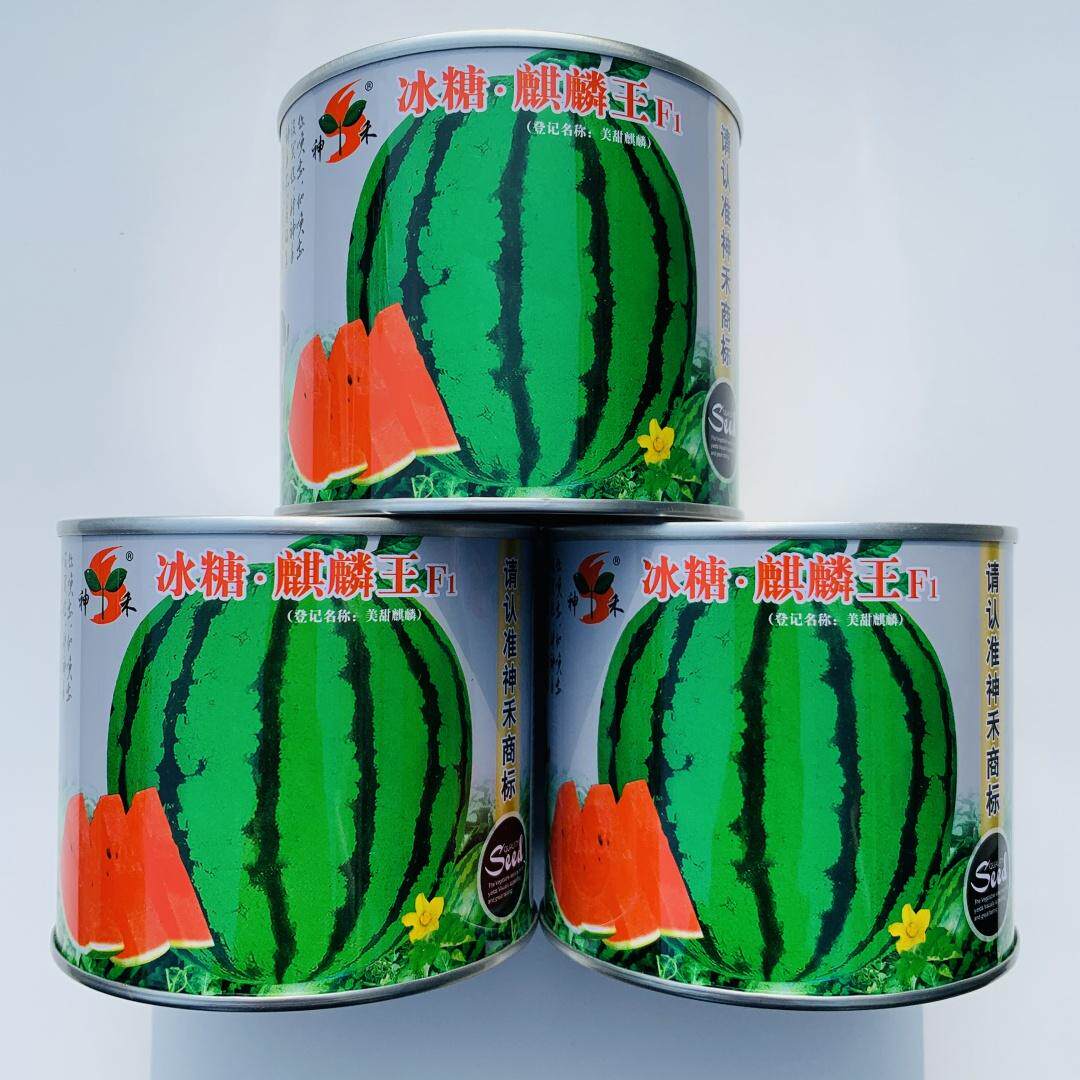 冰糖麒麟王F1西瓜种子蔬菜新款绿色夏季秋季蔬菜种子 抗病强 高产