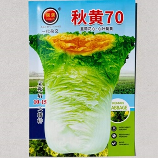 秋黄70大白菜种子直筒花心早熟心叶菊黄白帮农田秋播抗病蔬菜种籽