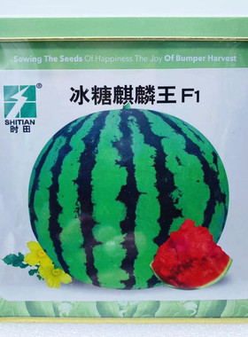 时田冰糖麒麟王西瓜种子大果圆形薄皮沙瓤瓜种籽春秋播种耐运高产