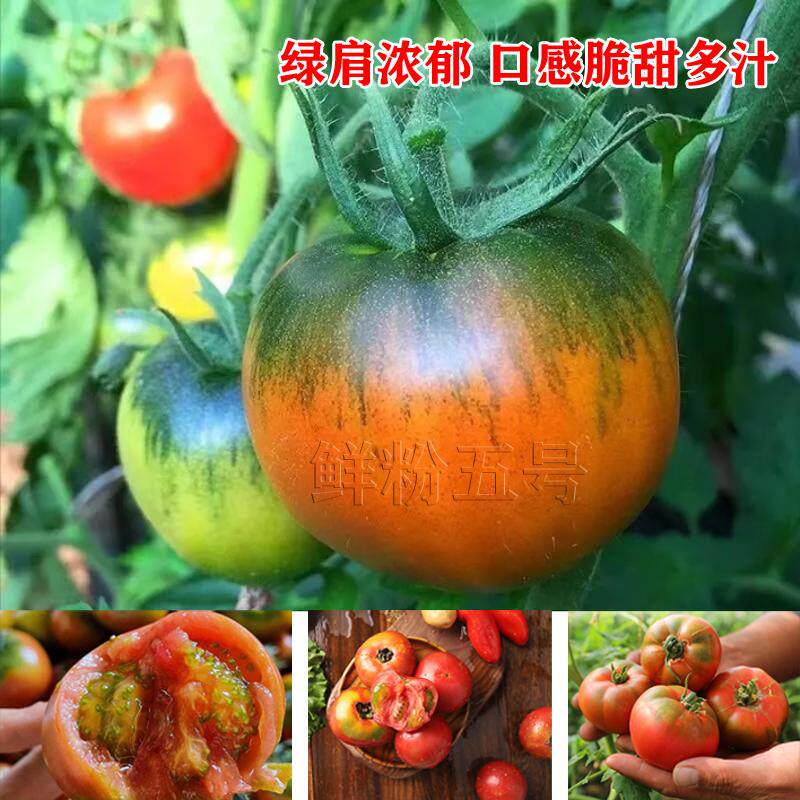 丹东草莓铁皮柿子西红柿自然熟