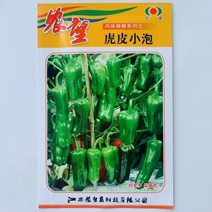 农望虎皮小泡辣椒种子灯笼薄皮椒春秋种植蔬菜种子基地虎皮椒种籽