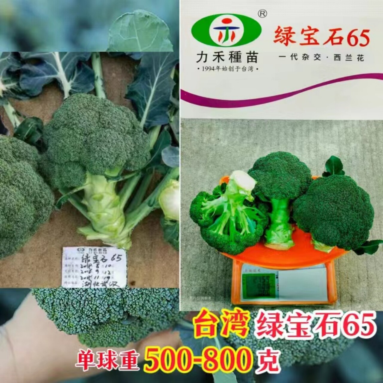 力禾种苗绿宝石65西兰花种子