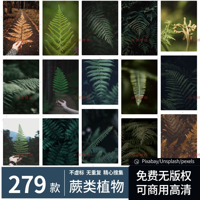 蕨类植物｜可商用自然蕨类叶子植物高清图片素材喷绘摄影植物图网
