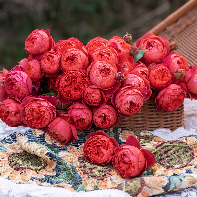 天狼鲜花朱砂大花多季灌木