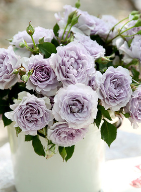 天狼月季霁色国产自育月季玫瑰紫色浓香多季灌木型月季好养丰花