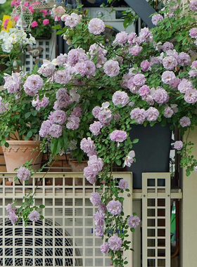 天狼月季蓝色阴雨攀援爬藤多季蓝紫色丰花勤花小型藤本月季