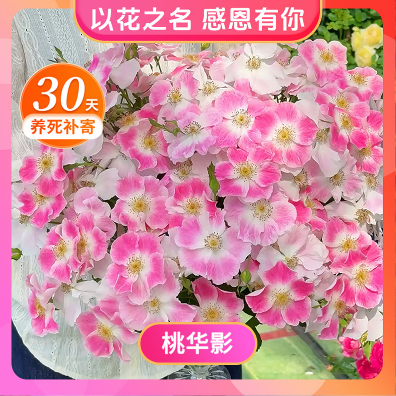 天狼月季空蒙黑巴克520直播专属