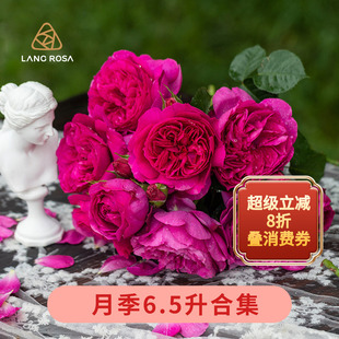 天狼月季6.5升剪秋水黑巴克粉黛庭院阳台多季观赏绿植花卉盆栽苗