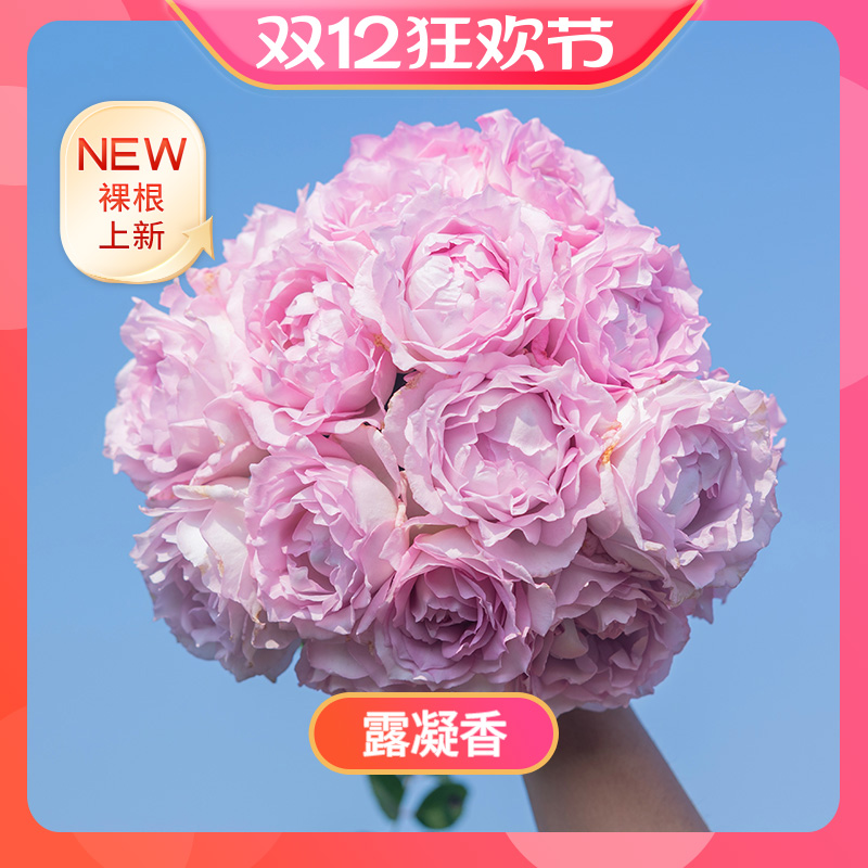 绿植预售月季裸根庭院观赏性花苗