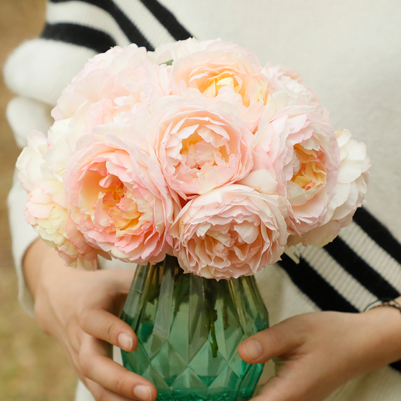 天狼月季回春自育国产可藤可灌多季果香阳台露台盆栽花卉绿植盆栽