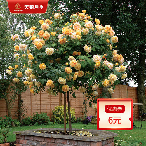 金丝雀铃之妖精露台微型玫瑰植物