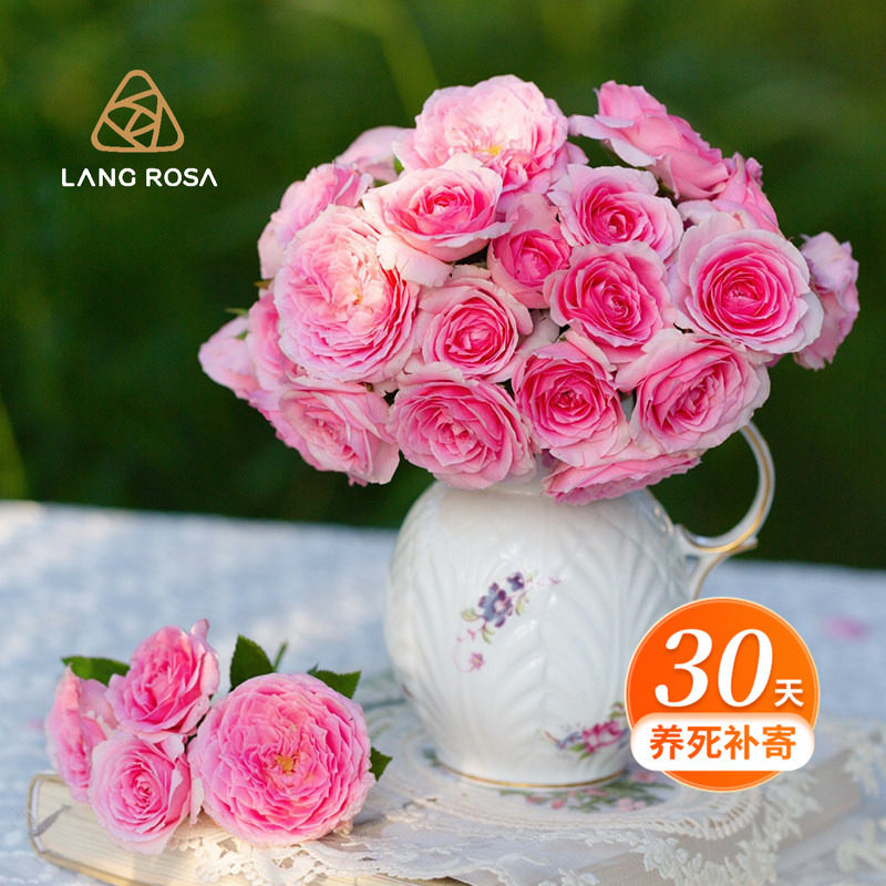 �����¼�0.8L/12cm��С���ͥ԰�������Ƽ�Ǿޱõ�廨����ֲ 19.62Ԫ��2��(��9.81Ԫ/��)