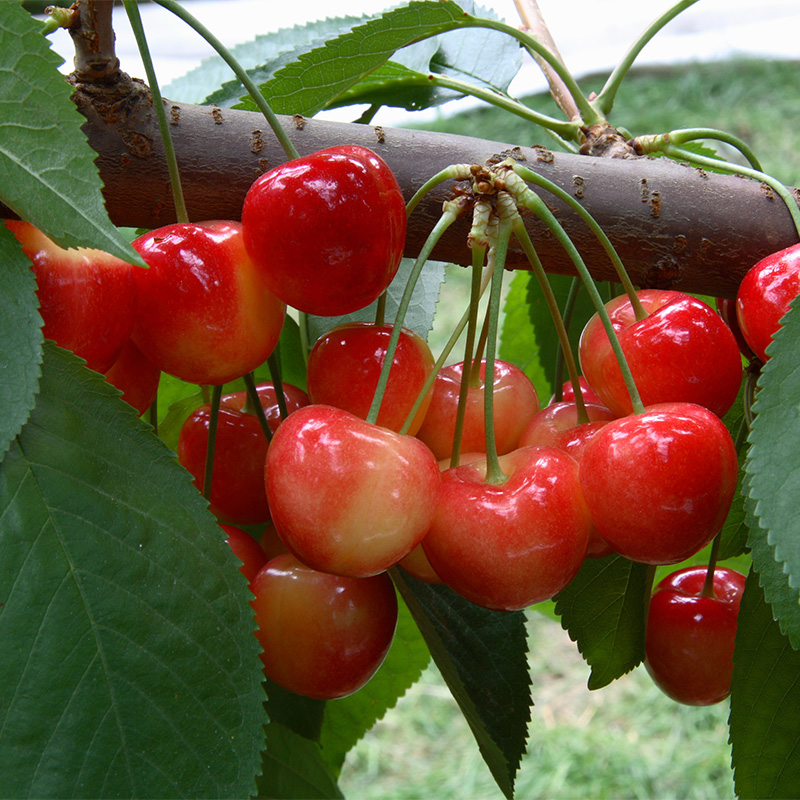 天狼 樱桃 家庭园艺室外庭院可食用果树果苗喜光易养盆栽地栽新手