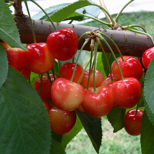 果树易养护可食用天狼落叶