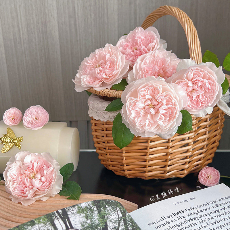 天狼月季家书国产自育月季灌木多季庭院观赏植物花卉盆栽苗,鲜花速递/花卉仿真/绿植园艺,月季/蔷薇/玫瑰,淘宝优惠券,粉丝福利购,淘宝优惠卷