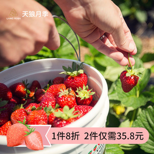 种植水果苗新手推荐 黑盆阳台庭院家庭养护四季 草莓170 天狼月季