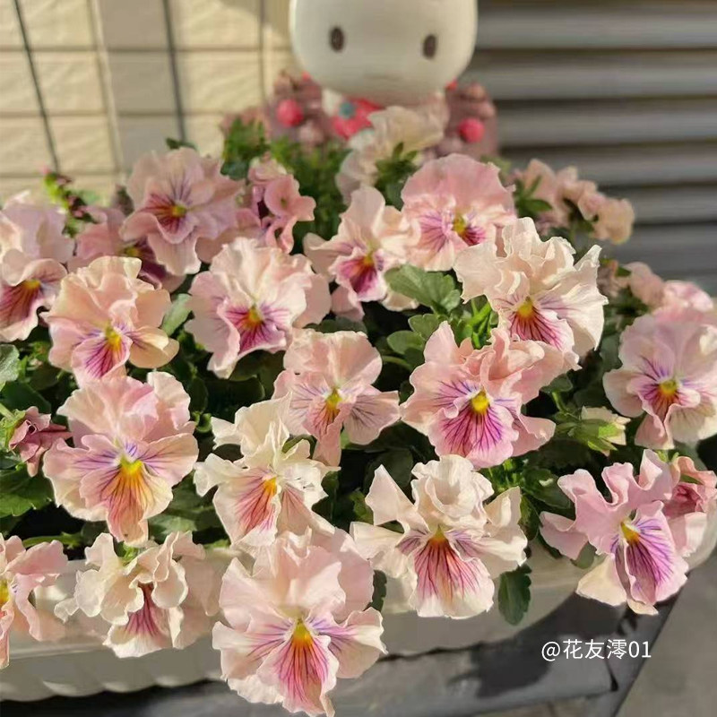 天狼角堇庭院阳台易爆盆草本花卉