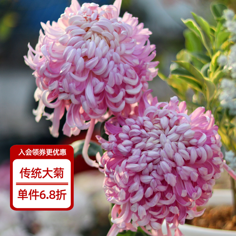 天狼传统菊花草本花卉