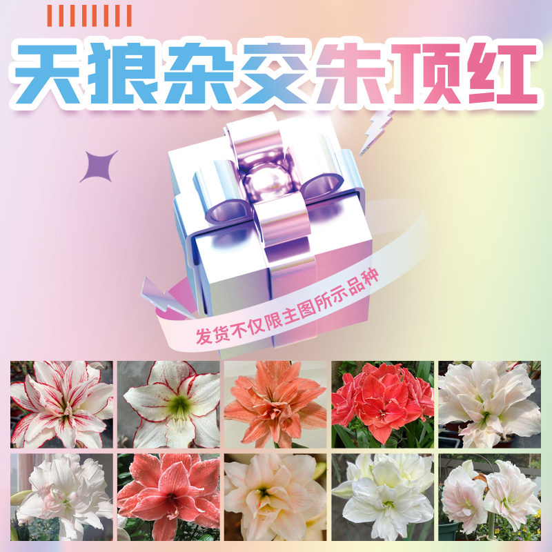 天狼朱顶红易种植易活种球