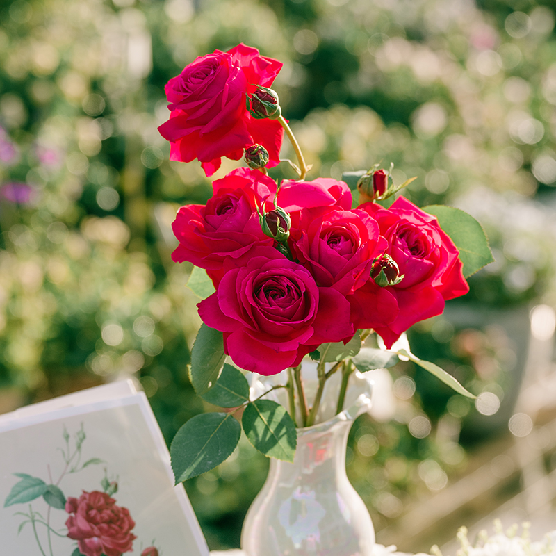 天狼月季自育新品红石榴国产自育玫瑰多季低维护大花灌木