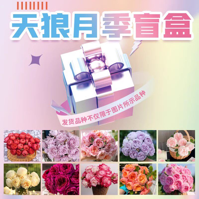 【直播-月季混苗】 天狼月季庭院花园阳台好养观赏性玫瑰植物盆栽