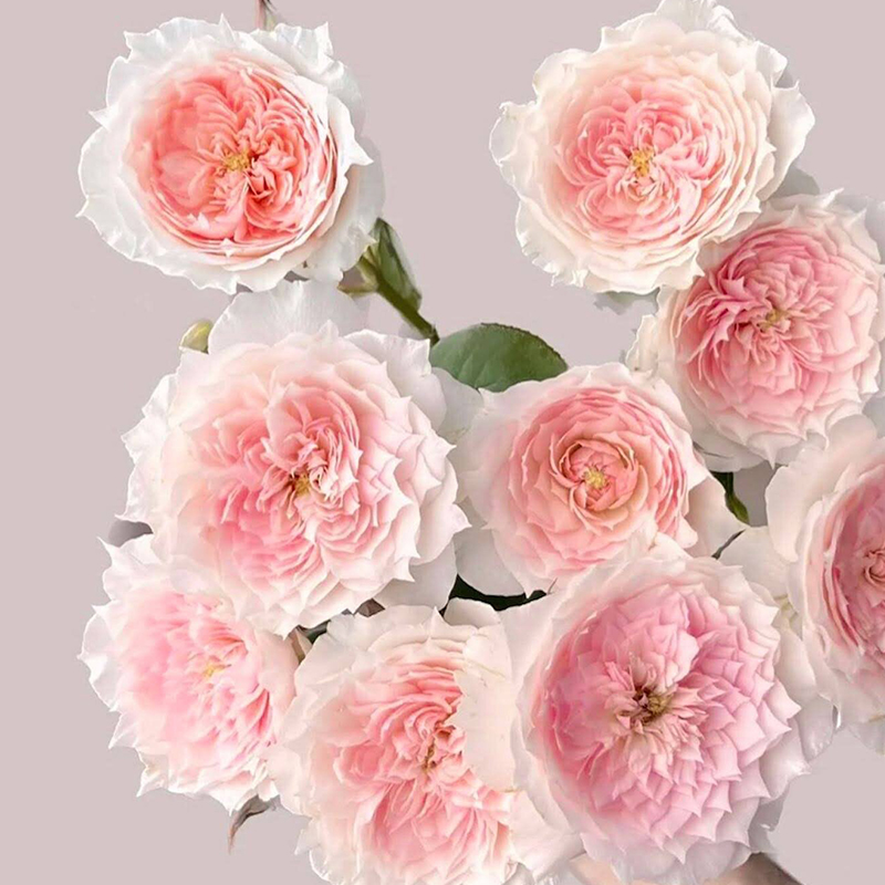 天狼月季月季/蔷薇/玫瑰丰花灌木