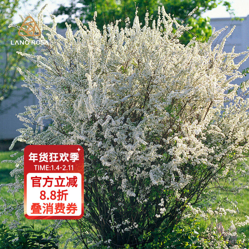 天狼喷雪花开花机器喜光耐寒新手易养护家庭园艺观赏性盆栽花卉苗