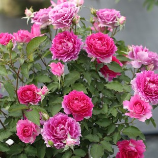 天狼月季天方夜谭楼顶直立灌木盆栽新手推荐紫红色多季花卉绿植苗