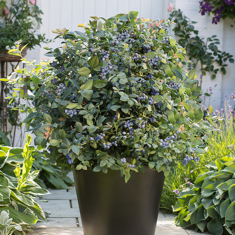 天狼易种植易活可食用果树