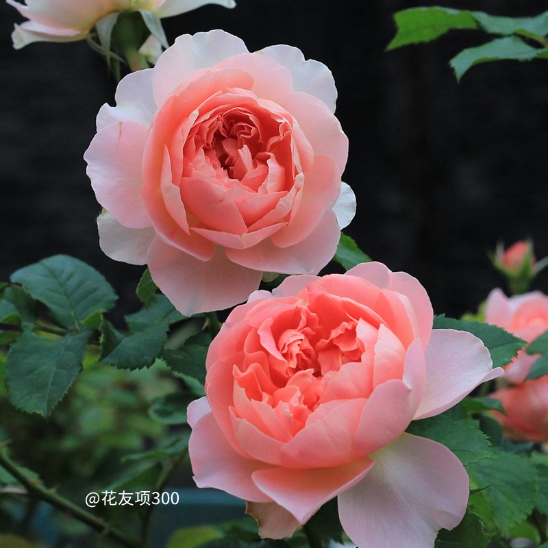 天狼鲜花粉黛庭院灌木盆栽