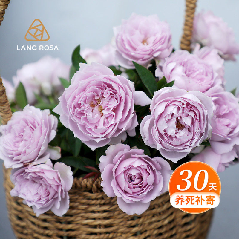 天狼月季蓝紫色系列阳台庭院露台多季开花植物玫瑰月季花卉盆栽,鲜花速递/花卉仿真/绿植园艺,月季/蔷薇/玫瑰,淘宝优惠券,粉丝福利购,淘宝优惠卷