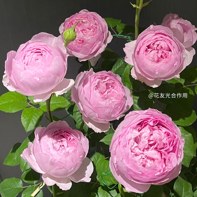 天狼月季水溶肥园艺家庭种植水肥