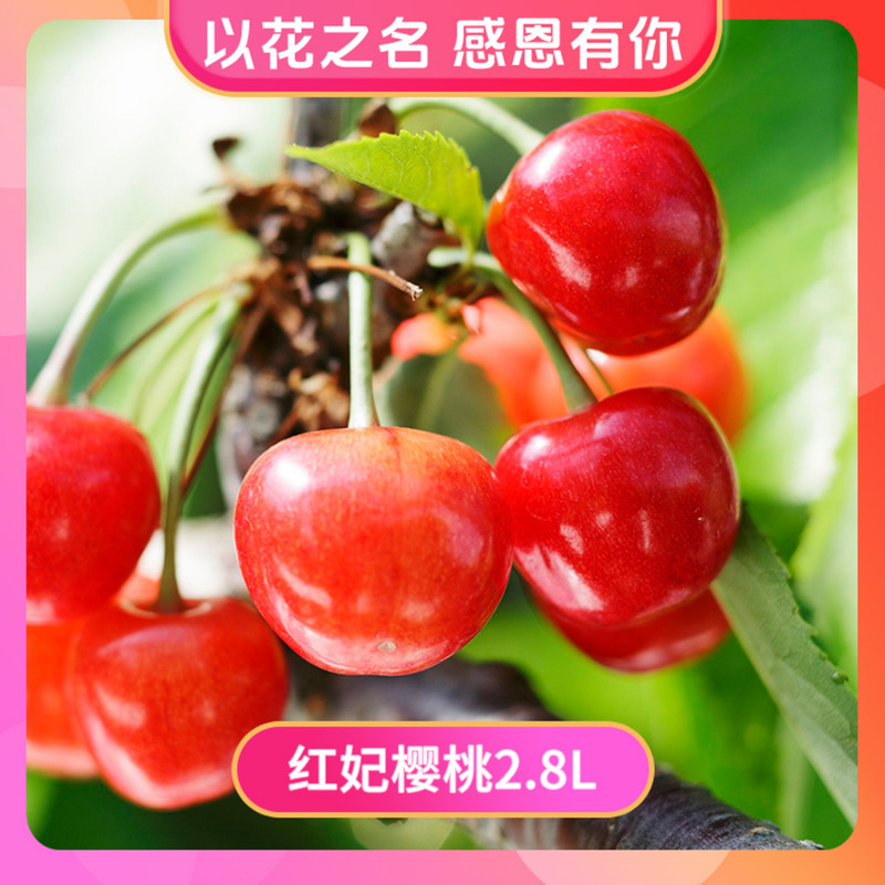 果树易养护可食用天狼落叶