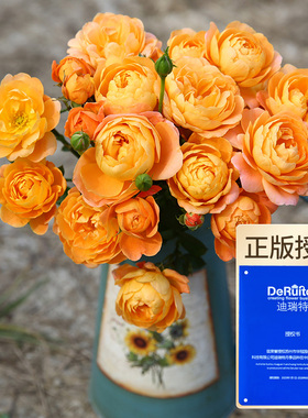 天狼月季果汁阳台多季丰花勤花微月易养护露台阳台花卉玫瑰盆栽苗