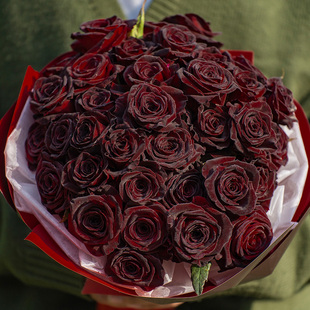 天狼月季 抗病耐寒耐热易养护玫瑰 黑巴克露台直立灌木盆栽新手推荐