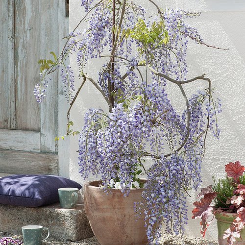 天狼紫藤庭院花园攀爬植物门廊架拱门藤本观赏性花卉植物盆栽苗