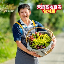 天狼果树葡萄无花果柑橘柠檬无花果桃树樱桃庭院花园盆栽苗寒香蜜