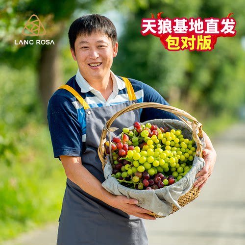 天狼果树苗庭院花园果树