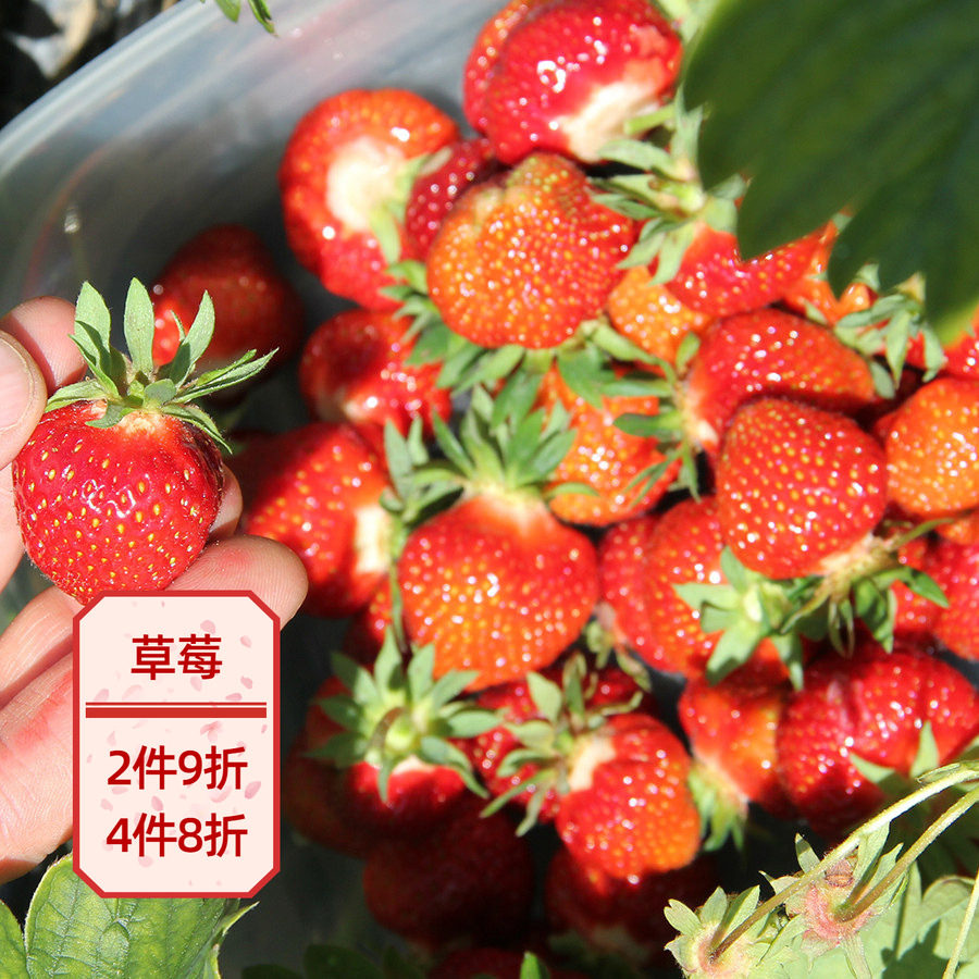 天狼月季草莓90#盆阳台庭院家庭养护四季种植水果苗新手推荐