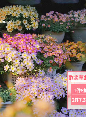 天狼酢浆草盆栽新手易养易爆盆花量大秋植球根花卉盆栽