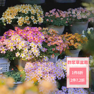 天狼酢浆草盆栽新手易养易爆盆花量大秋植球根花卉盆栽