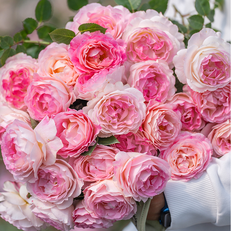 天狼月季绮罗香国产自育庭院花园多季开花丰花浓香灌木盆栽花苗
