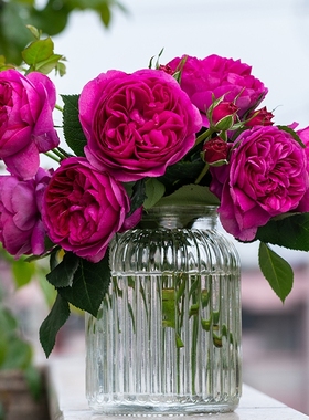 天狼月季慈萱国产自育月季玫瑰多季浓香灌木月季家庭园艺好养花卉