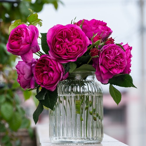 天狼月季国产自育多季浓香灌木