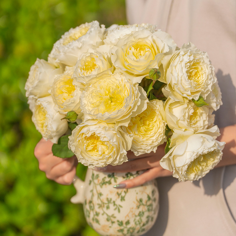 天狼月季24-25年自育新品推荐家庭园艺庭院露台楼顶好养盆栽花苗